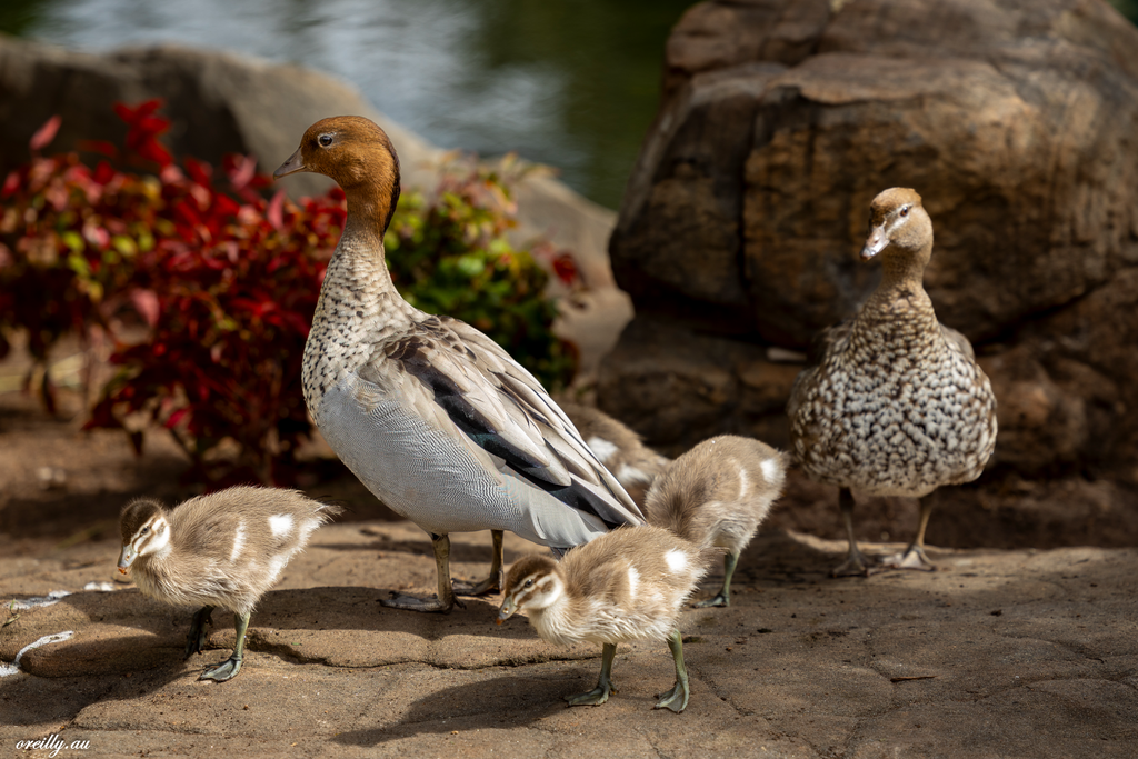 A family of Ducks walking. Printed to A4 size and mounted on a 40mm Black Mat

Contact me for a quote if you wish me to arrange printing.