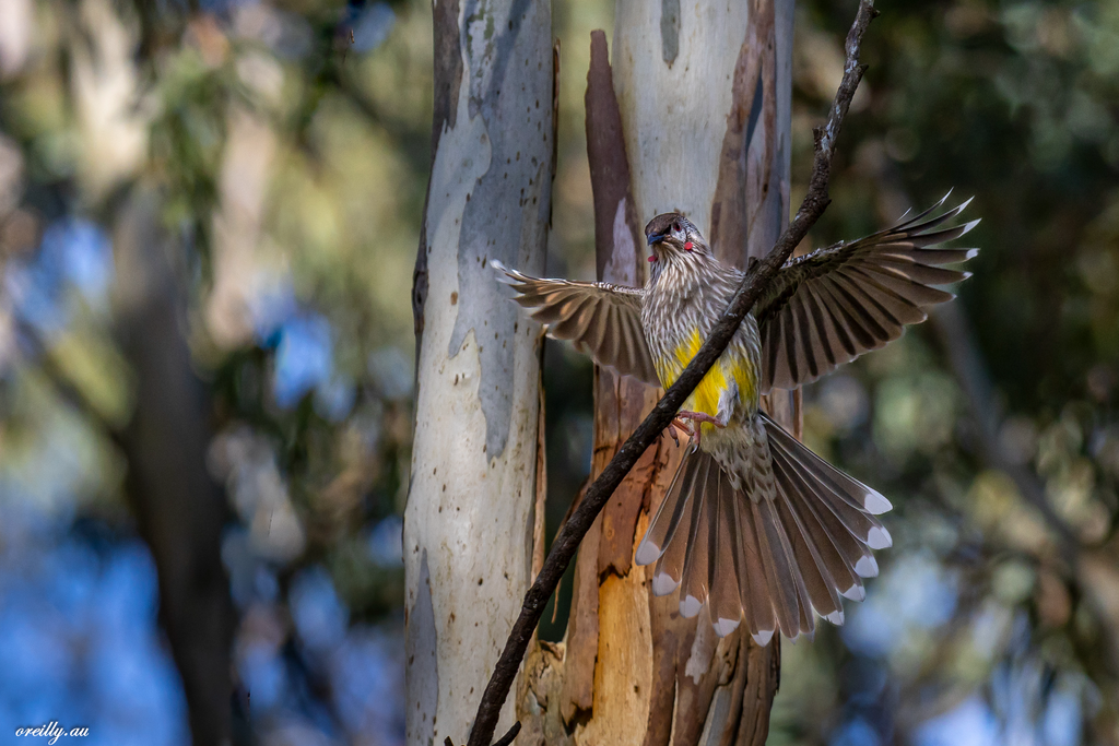 The Red Wattlebird landing on a branch in front of a Gum tree.

Contact me for a Quote if you want me to arrange printing.