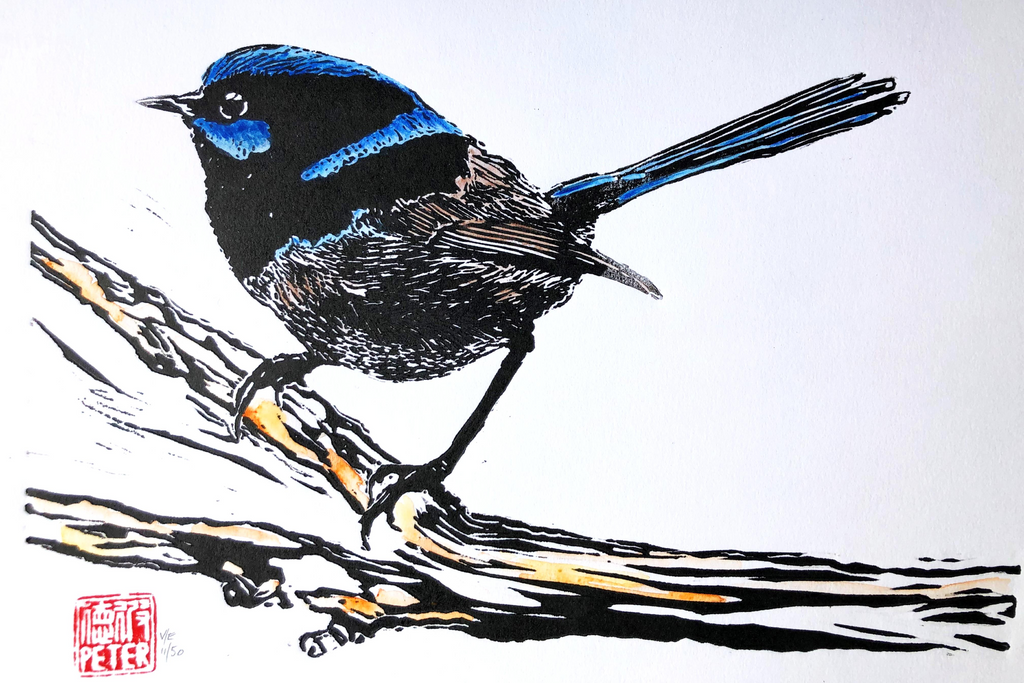 Superb Fairywren