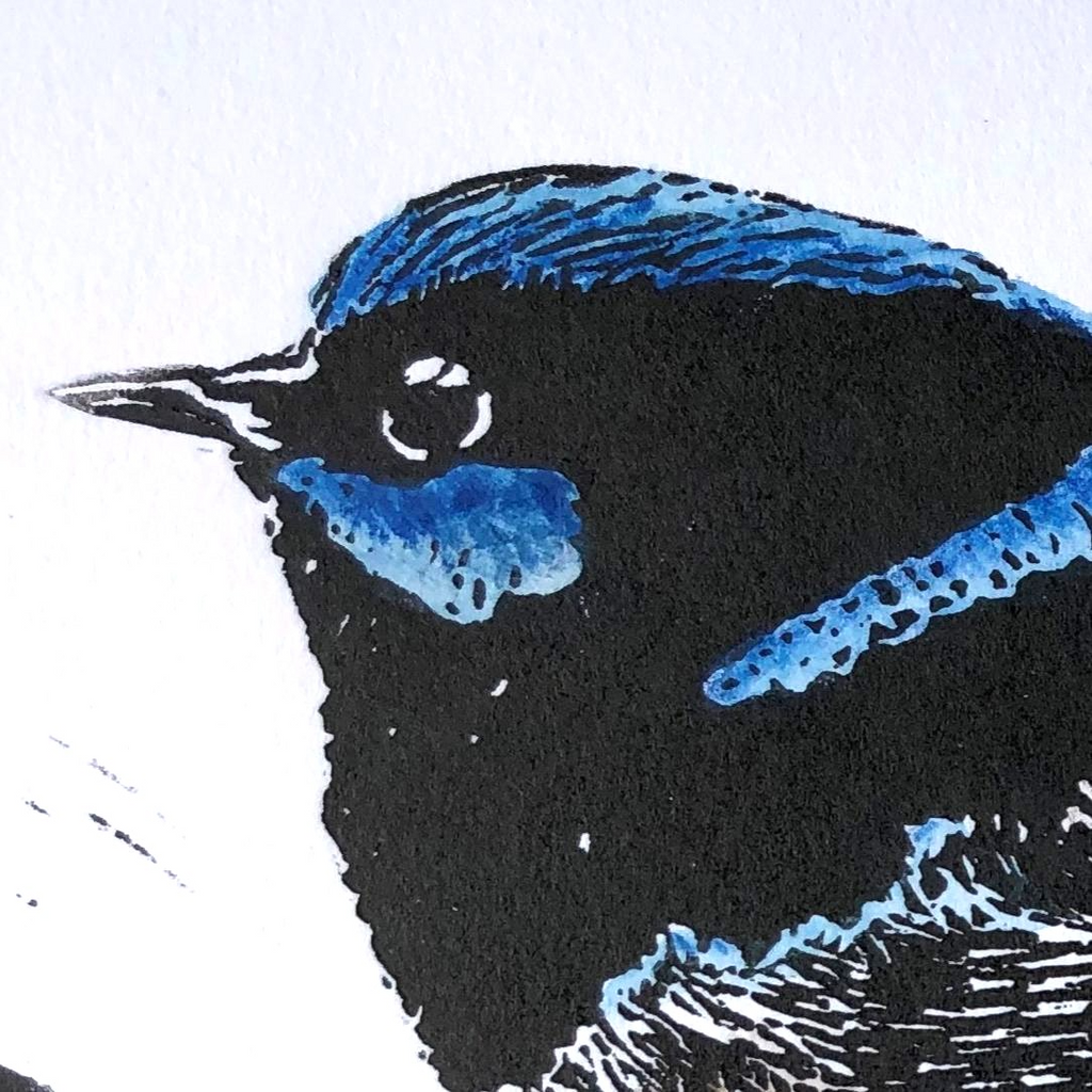 Head view of the Superb Fairywren showing linocut mark details.