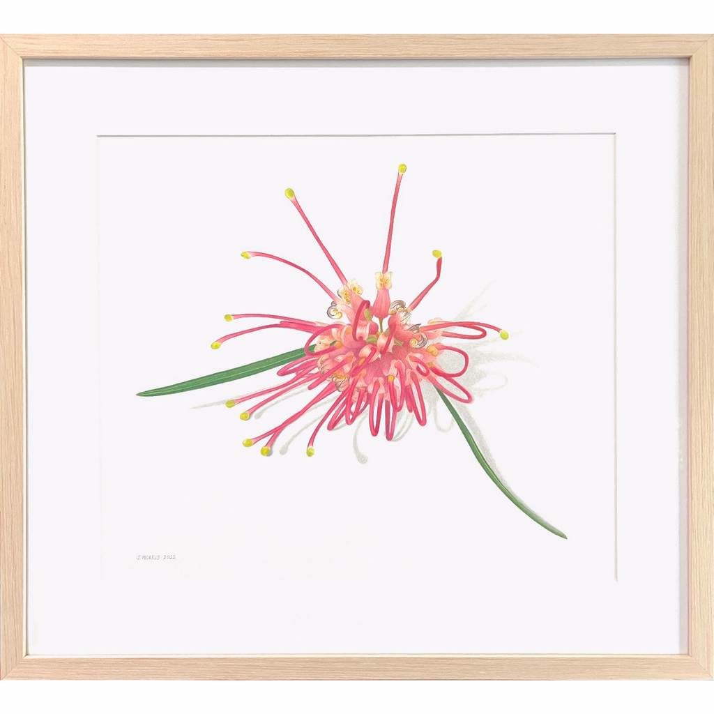 Pink Spider Flower drawing framed and ready to hang